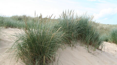 marram-grass-the-wildlife-trusts